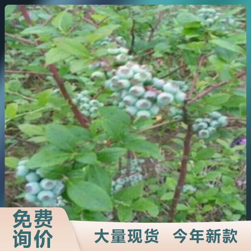 《兴海》【 蓝莓苗 花椒苗有实力有经验】kkfgg.com