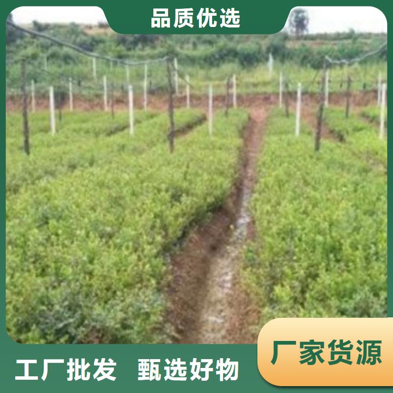 蓝莓苗板栗苗实力才是硬道理