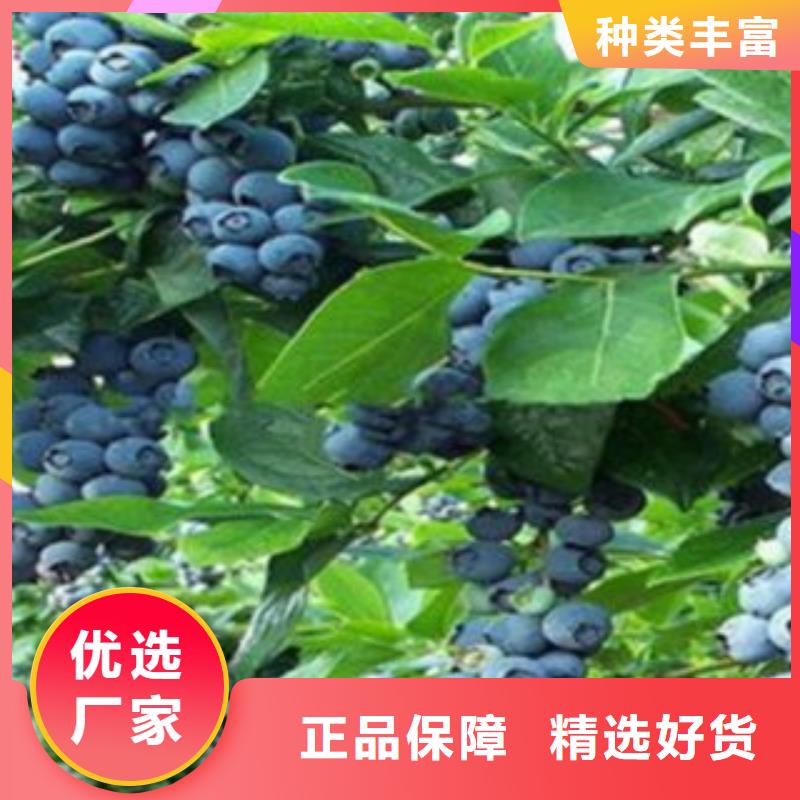 【蓝莓苗】_桃树苗物流配送-兴海苗木种植社(来宾市分公司)