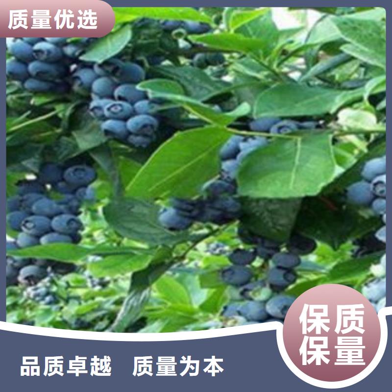 《兴海》【 蓝莓苗 花椒苗有实力有经验】kkfgg.com