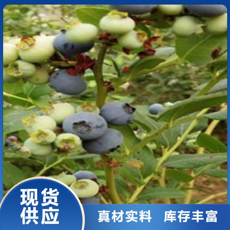 蓝莓苗梨树苗物流配货上门