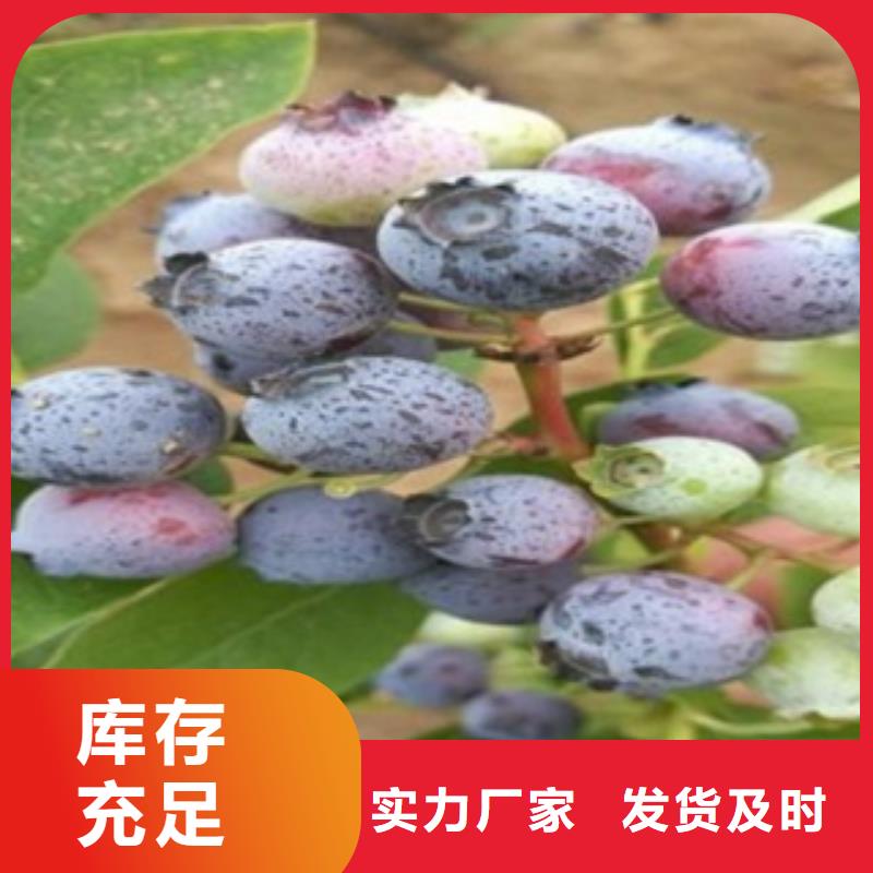 蓝莓苗梨树苗物流配货上门