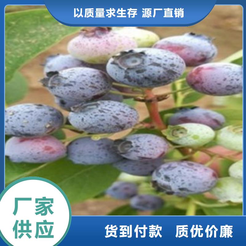 【蓝莓苗】_桃树苗物流配送-兴海苗木种植社(来宾市分公司)