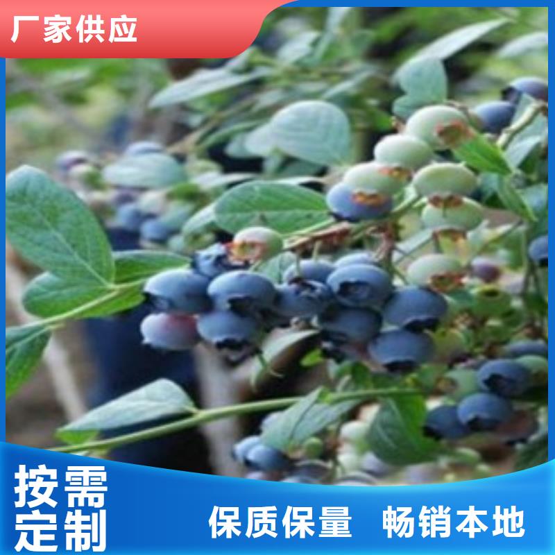 《兴海》【 蓝莓苗 花椒苗有实力有经验】kkfgg.com