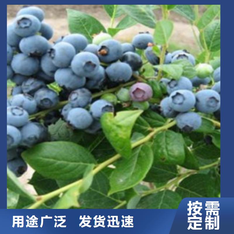蓝莓苗梨树苗性能稳定