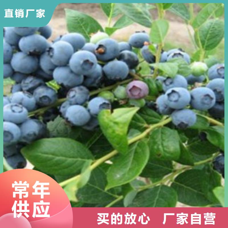 蓝莓苗梨树苗对质量负责