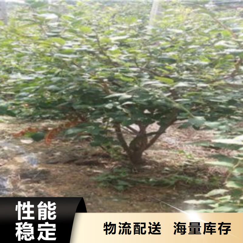 蓝莓苗梨树苗对质量负责