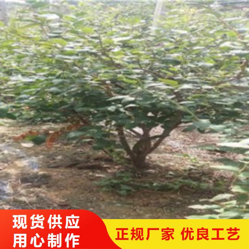 蓝莓苗梨树苗物流配货上门