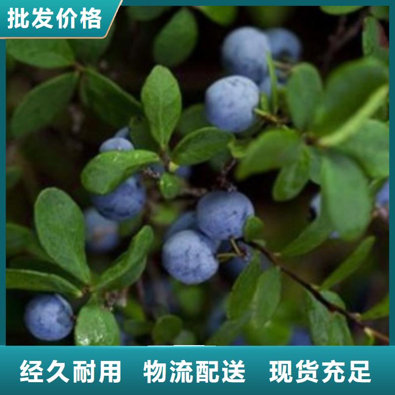 《兴海》【 蓝莓苗 花椒苗有实力有经验】kkfgg.com