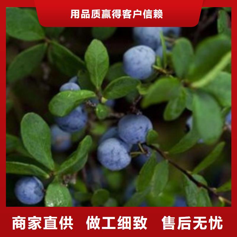 蓝莓苗梨树苗物流配货上门