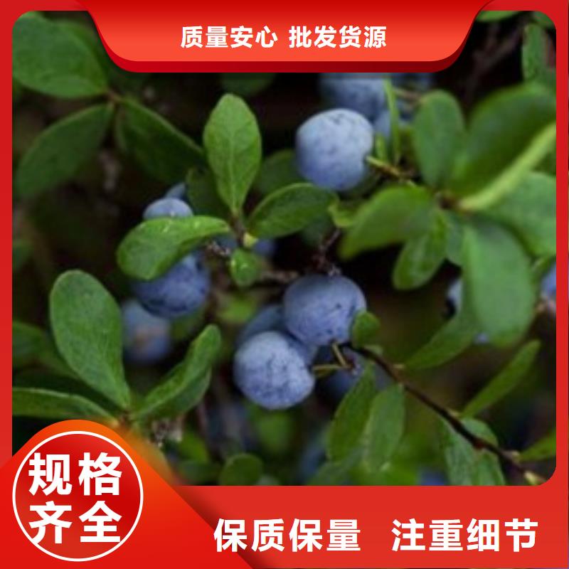 蓝莓苗梨树苗对质量负责