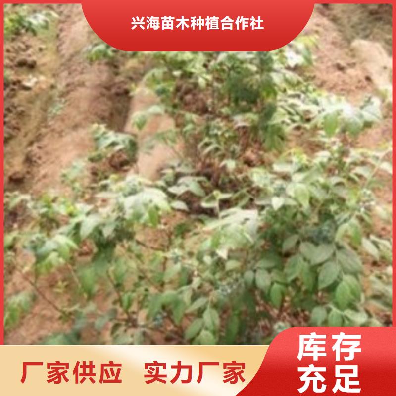 蓝莓苗梨树苗对质量负责