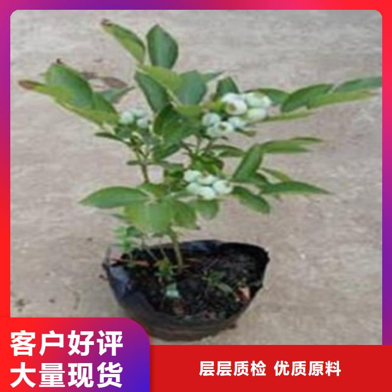 【蓝莓苗】_桃树苗物流配送-兴海苗木种植社(来宾市分公司)