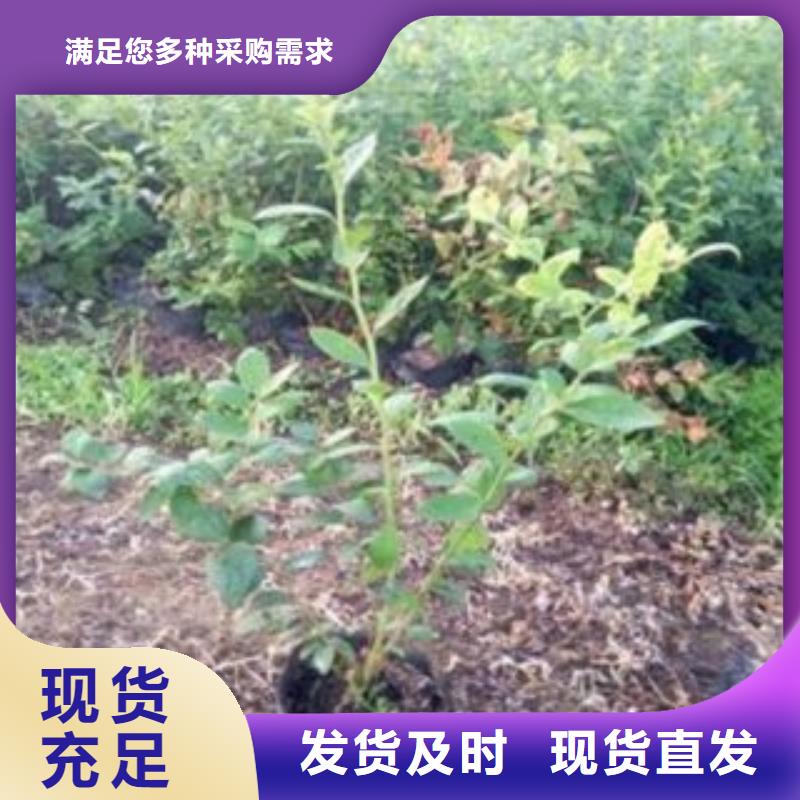 蓝莓苗板栗苗支持批发零售
