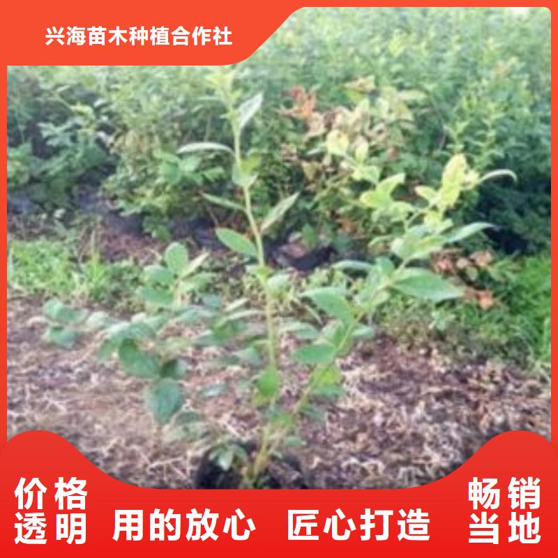 蓝莓苗梨树苗性能稳定