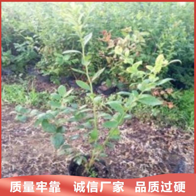 《兴海》【 蓝莓苗 花椒苗有实力有经验】kkfgg.com