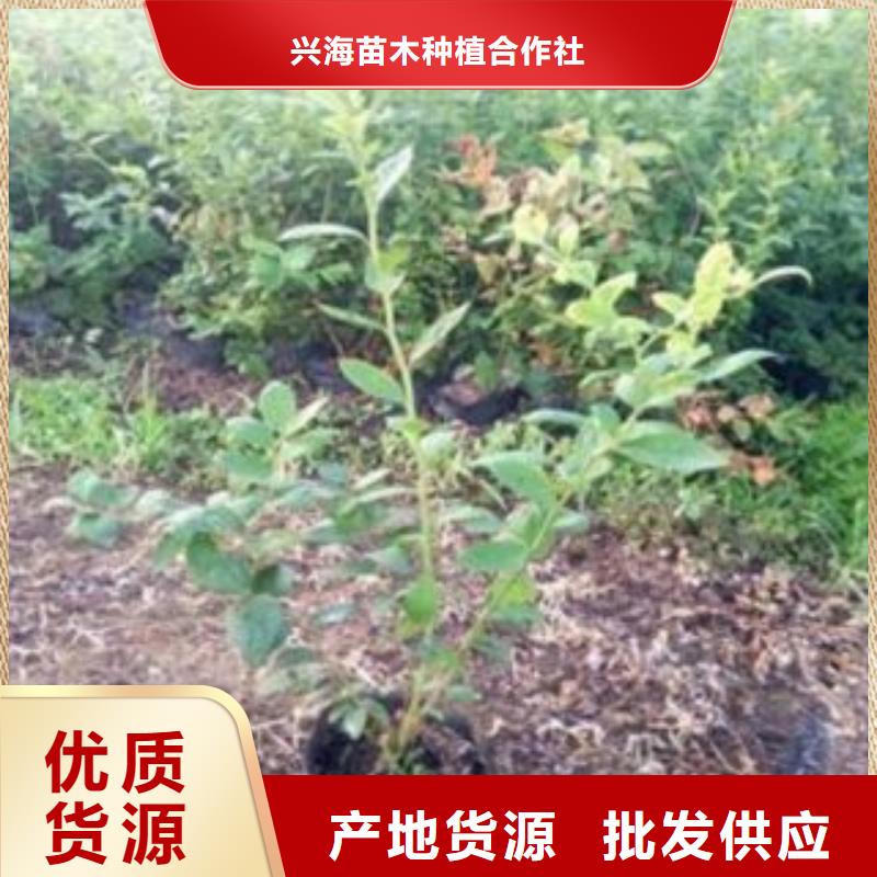 蓝莓苗梨树苗物流配货上门