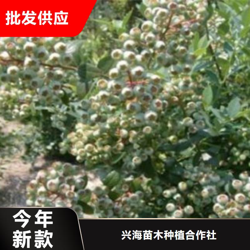蓝莓苗梨树苗物流配货上门