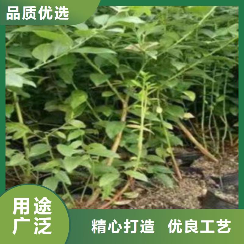 蓝莓苗梨树苗物流配货上门