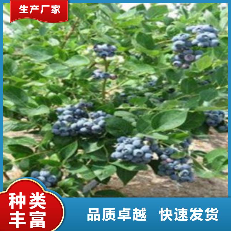 《兴海》【 蓝莓苗 花椒苗有实力有经验】kkfgg.com