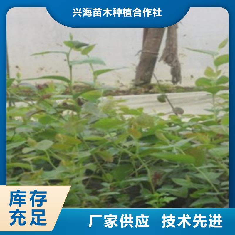 蓝莓苗梨树苗对质量负责