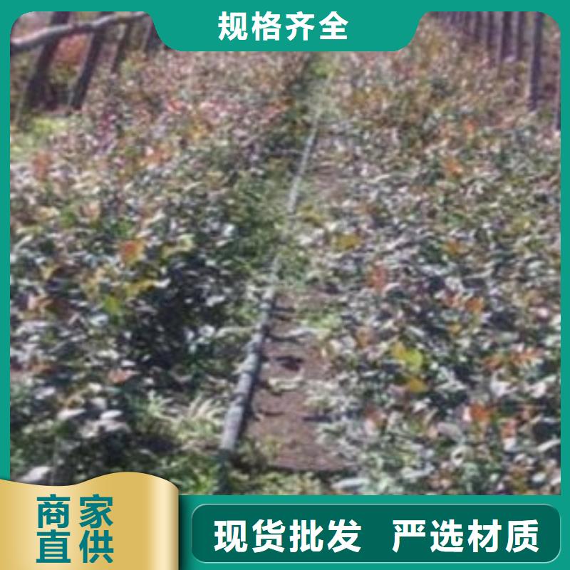 蓝莓苗梨树苗物流配货上门