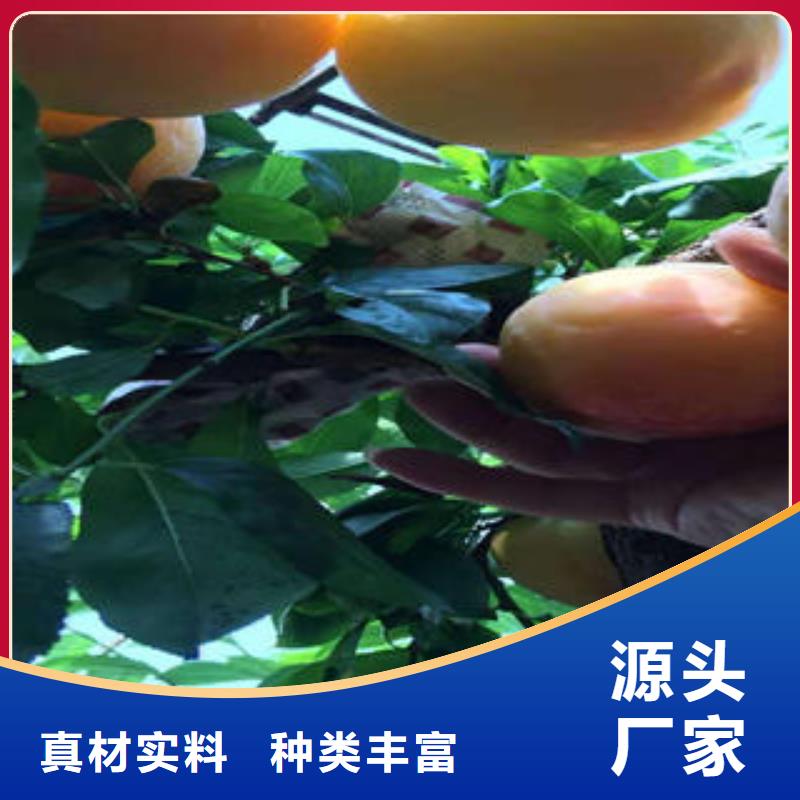 {兴海}李子苗-【山楂苗】价格实在