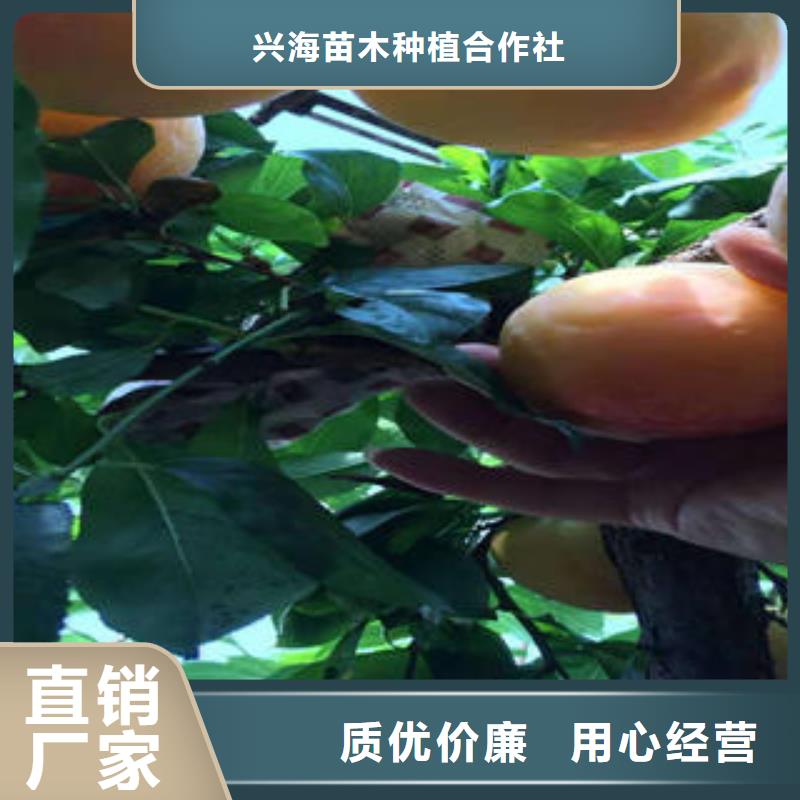 【 李子苗_板栗苗大量现货】