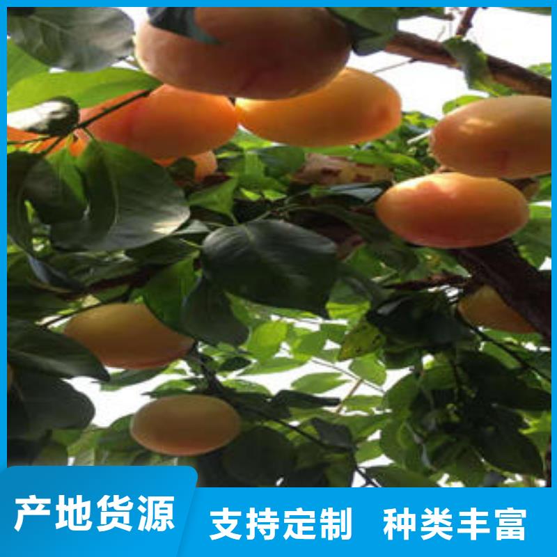 李子苗【蓝莓苗】品质服务诚信为本