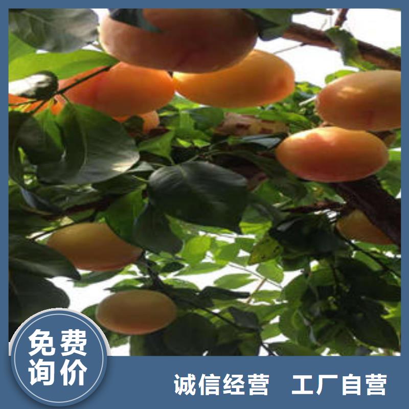 {兴海}李子苗-【山楂苗】价格实在