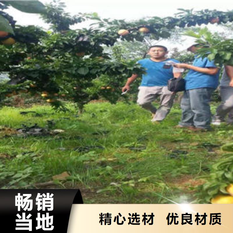 李子苗梨树苗严格把控每一处细节