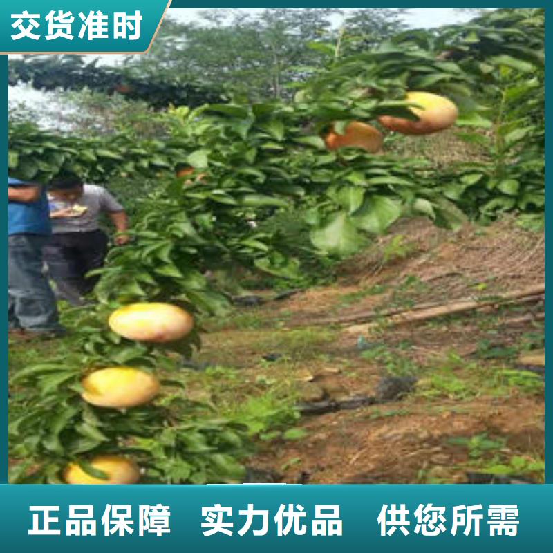李子苗【板栗苗】生产经验丰富