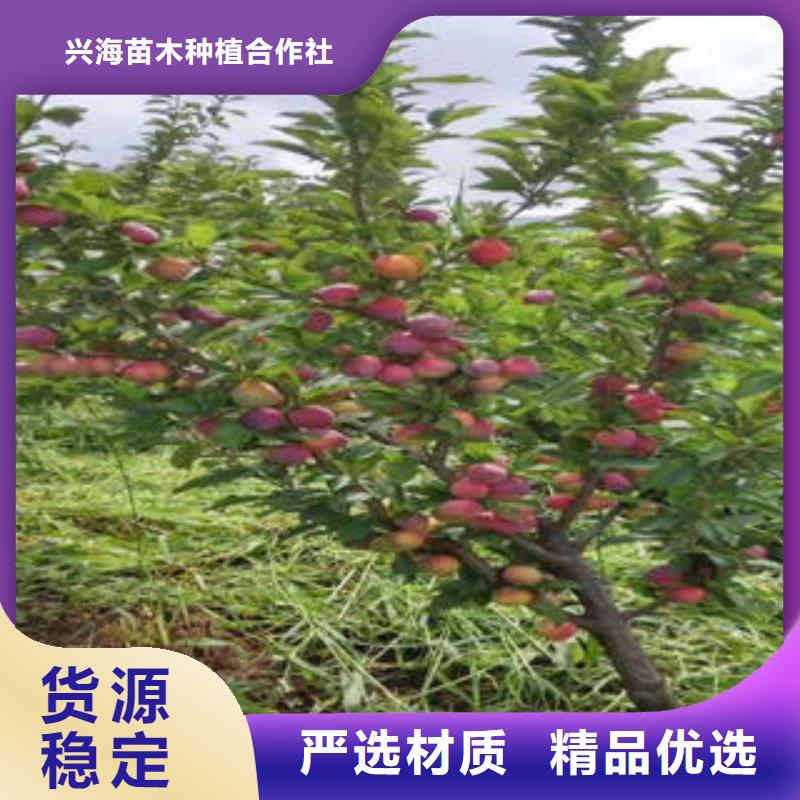 【 李子苗_板栗苗大量现货】