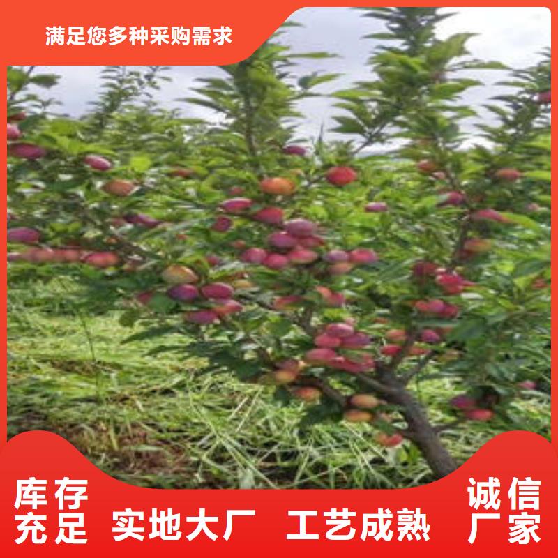 李子苗山楂苗一站式厂家