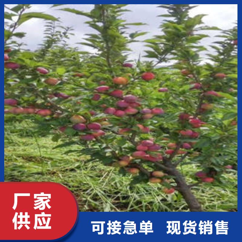 {兴海}李子苗-【山楂苗】价格实在