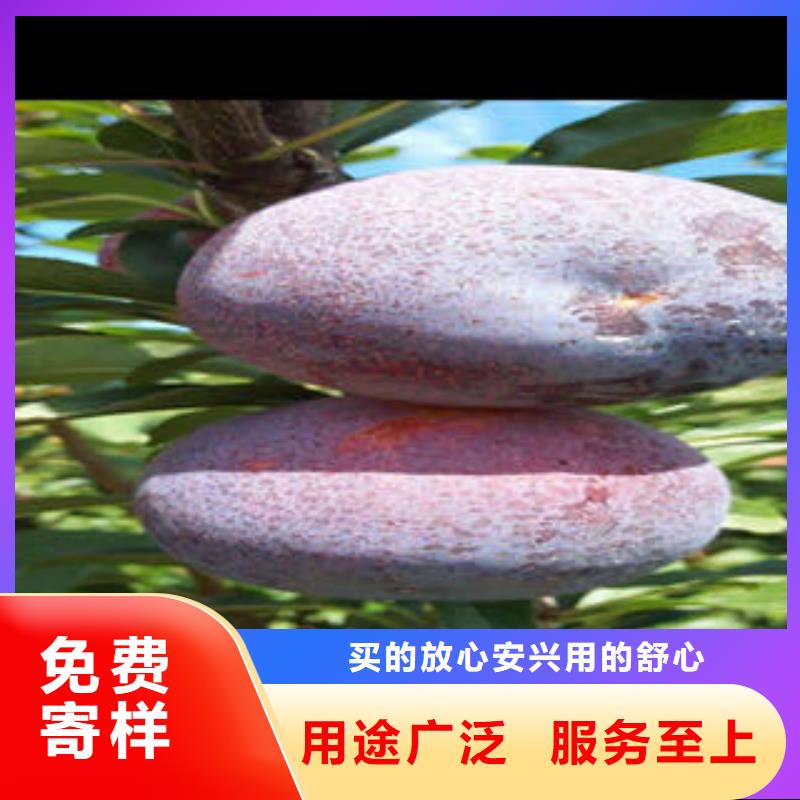 【 李子苗_板栗苗品质优选】 兴海苗木种植社(沧州市分公司)