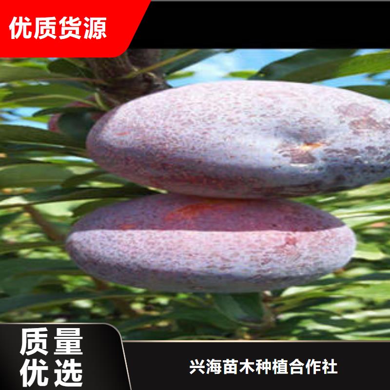 {兴海}李子苗-【山楂苗】价格实在