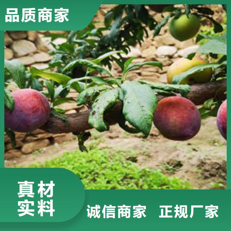 李子苗花椒苗市场行情
