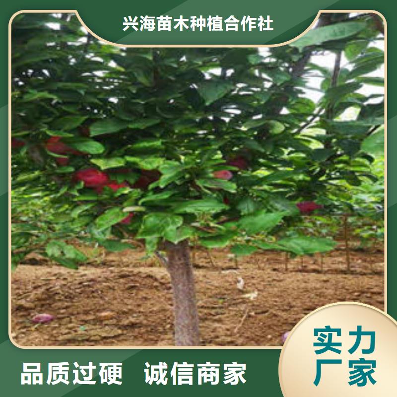 李子苗葡萄苗量大从优