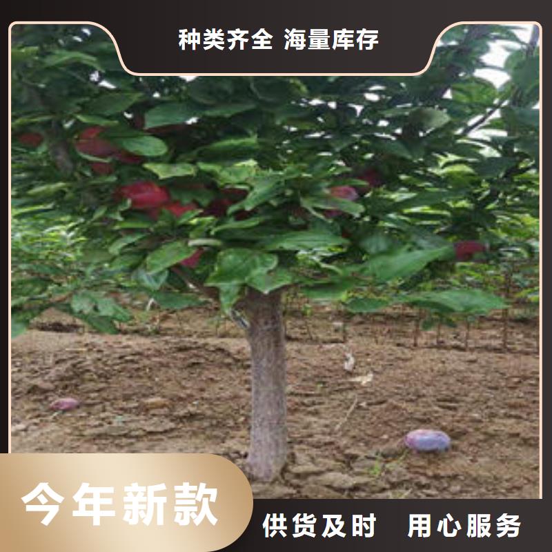 【 李子苗_板栗苗大量现货】