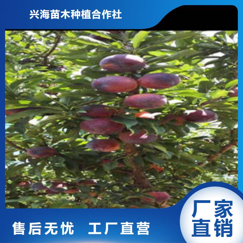 李子苗山楂苗一站式厂家