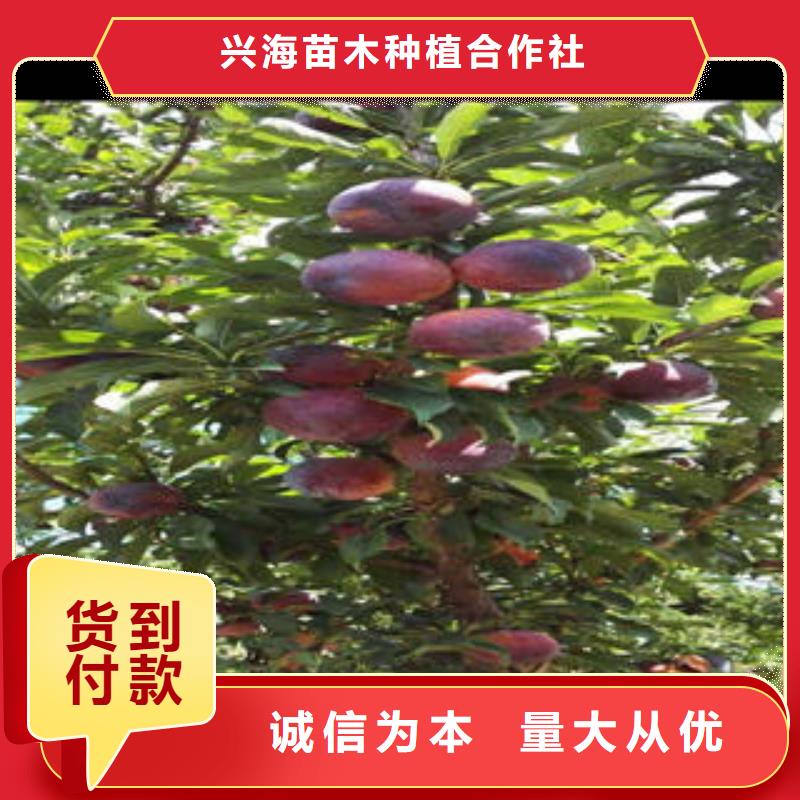李子苗葡萄苗量大从优