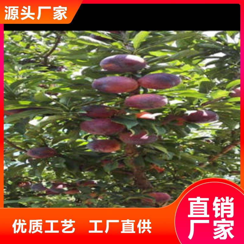 【 李子苗_板栗苗品质优选】 兴海苗木种植社(沧州市分公司)