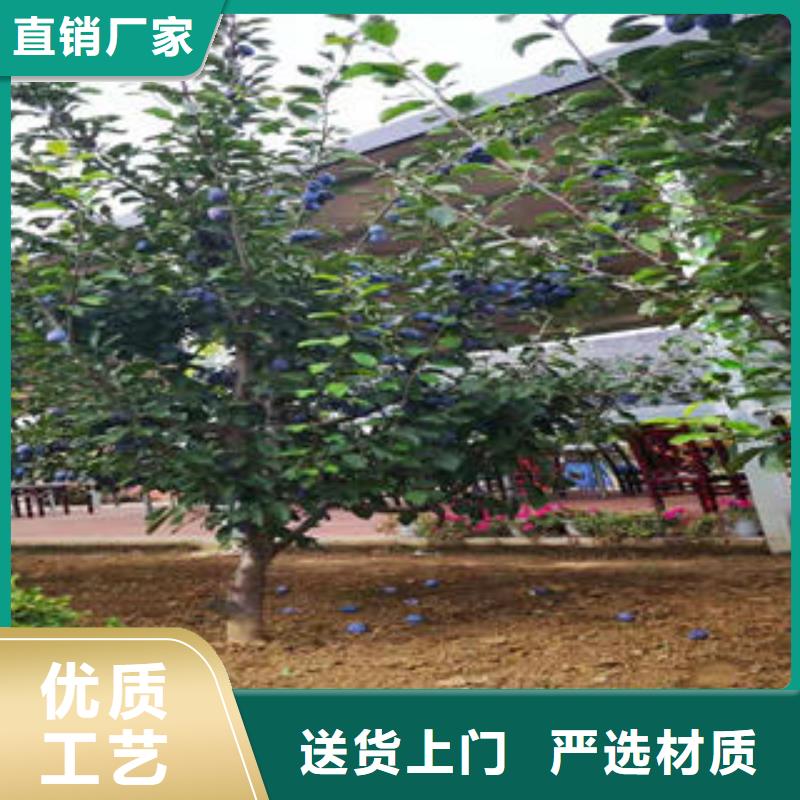 李子苗葡萄苗量大从优