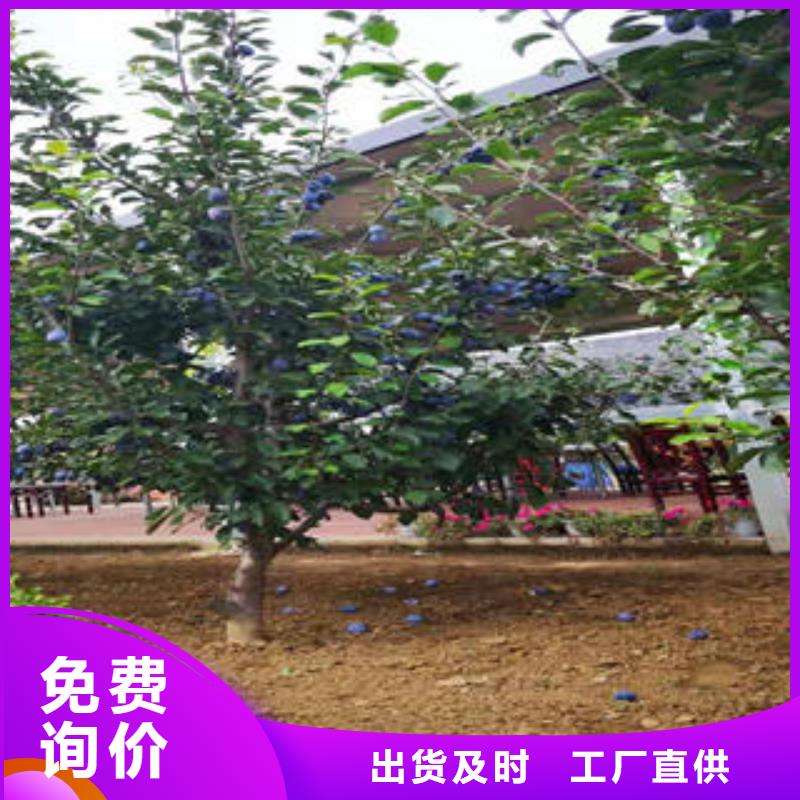 {兴海}李子苗-【山楂苗】价格实在