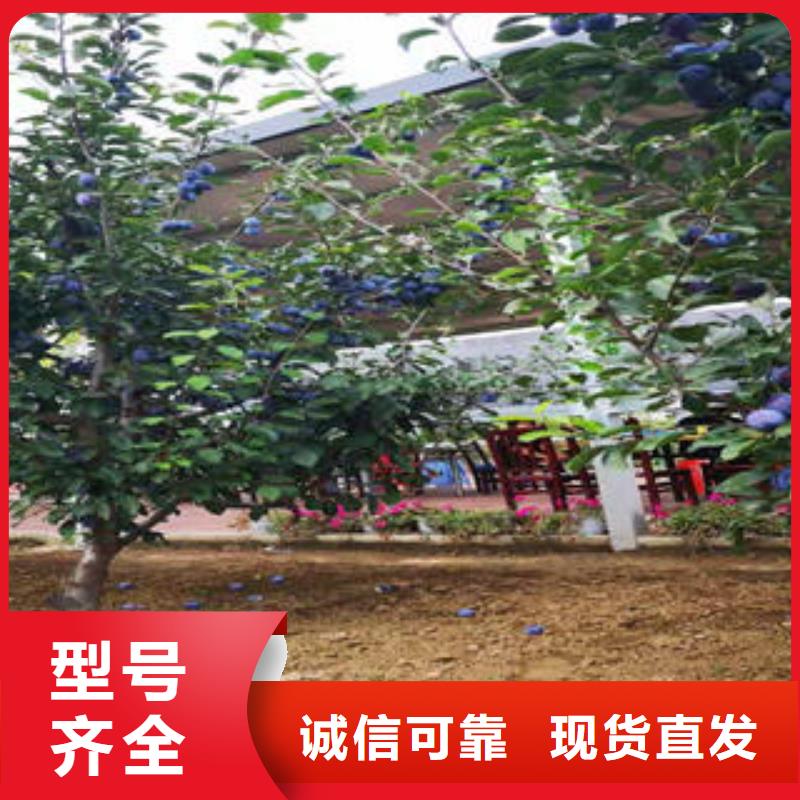 李子苗梨树苗分类和特点