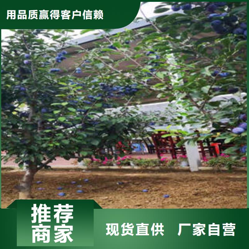 李子苗花椒苗市场行情