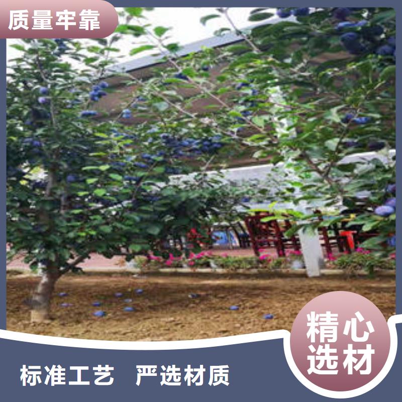 {兴海}李子苗-【山楂苗】价格实在