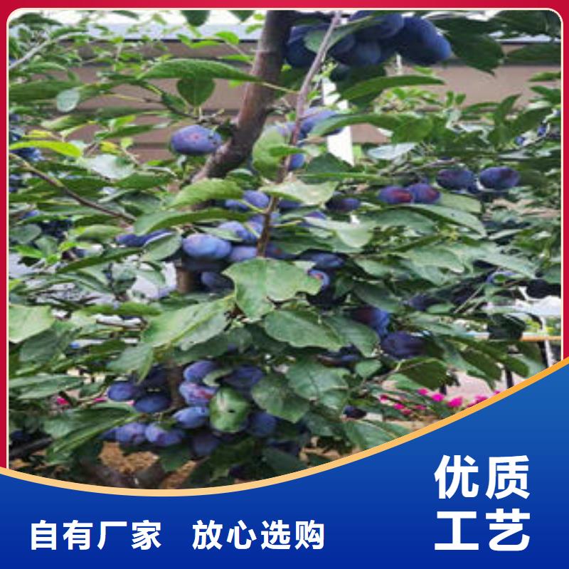 【 李子苗_板栗苗品质优选】 兴海苗木种植社(沧州市分公司)