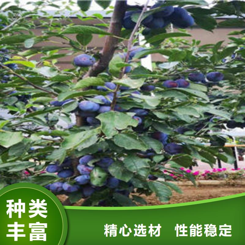 【 李子苗_板栗苗大量现货】